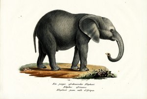 Ung afrikansk elefant, 1824